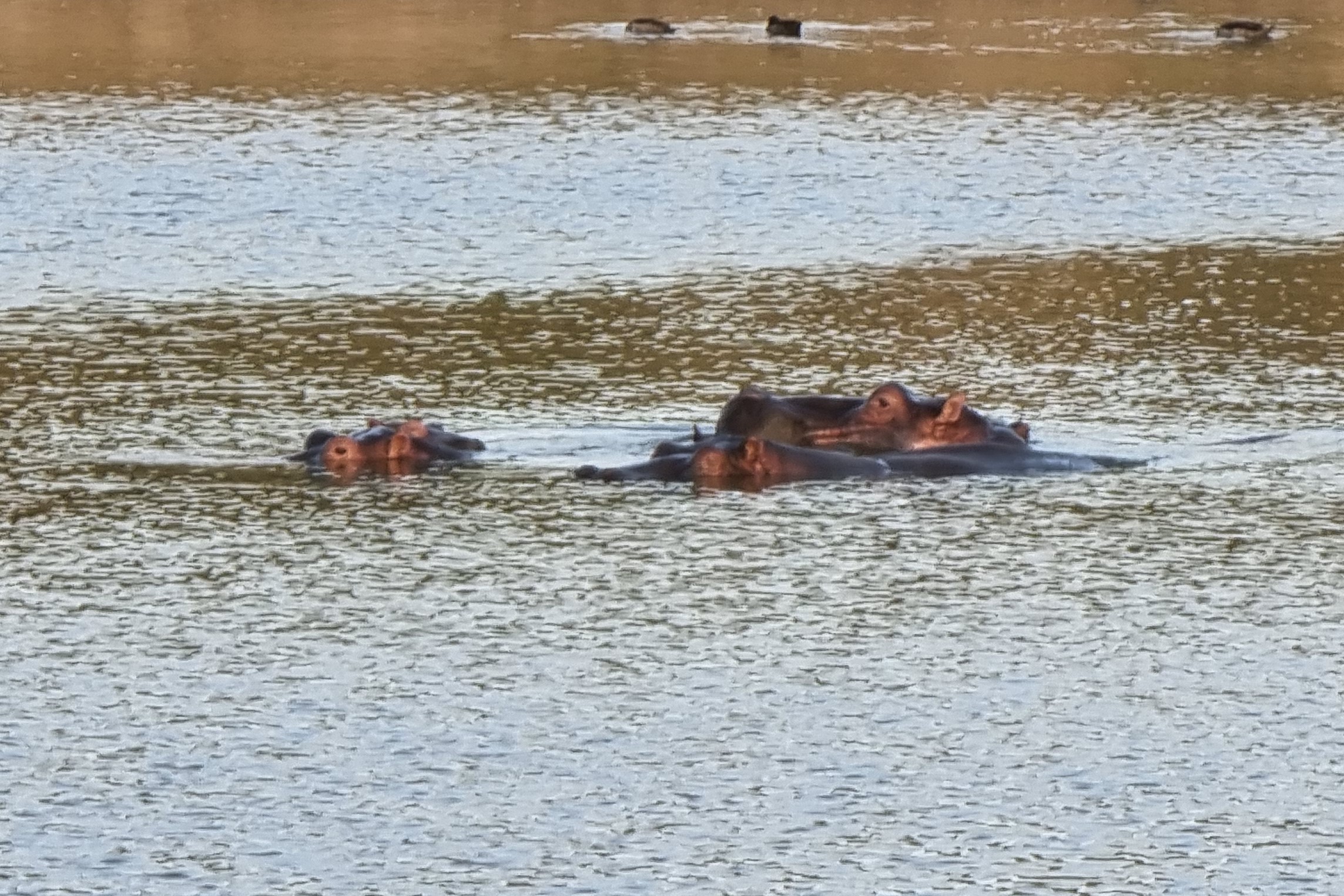Day Trip Lake Manyara National Park